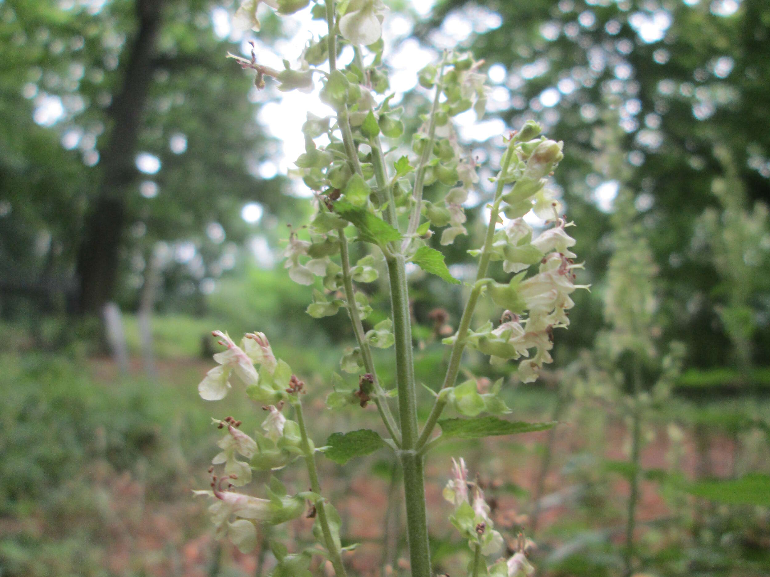 Слика од Teucrium scorodonia L.