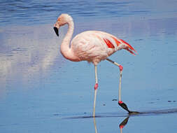 Imagem de Phoenicopterus chilensis Molina 1782