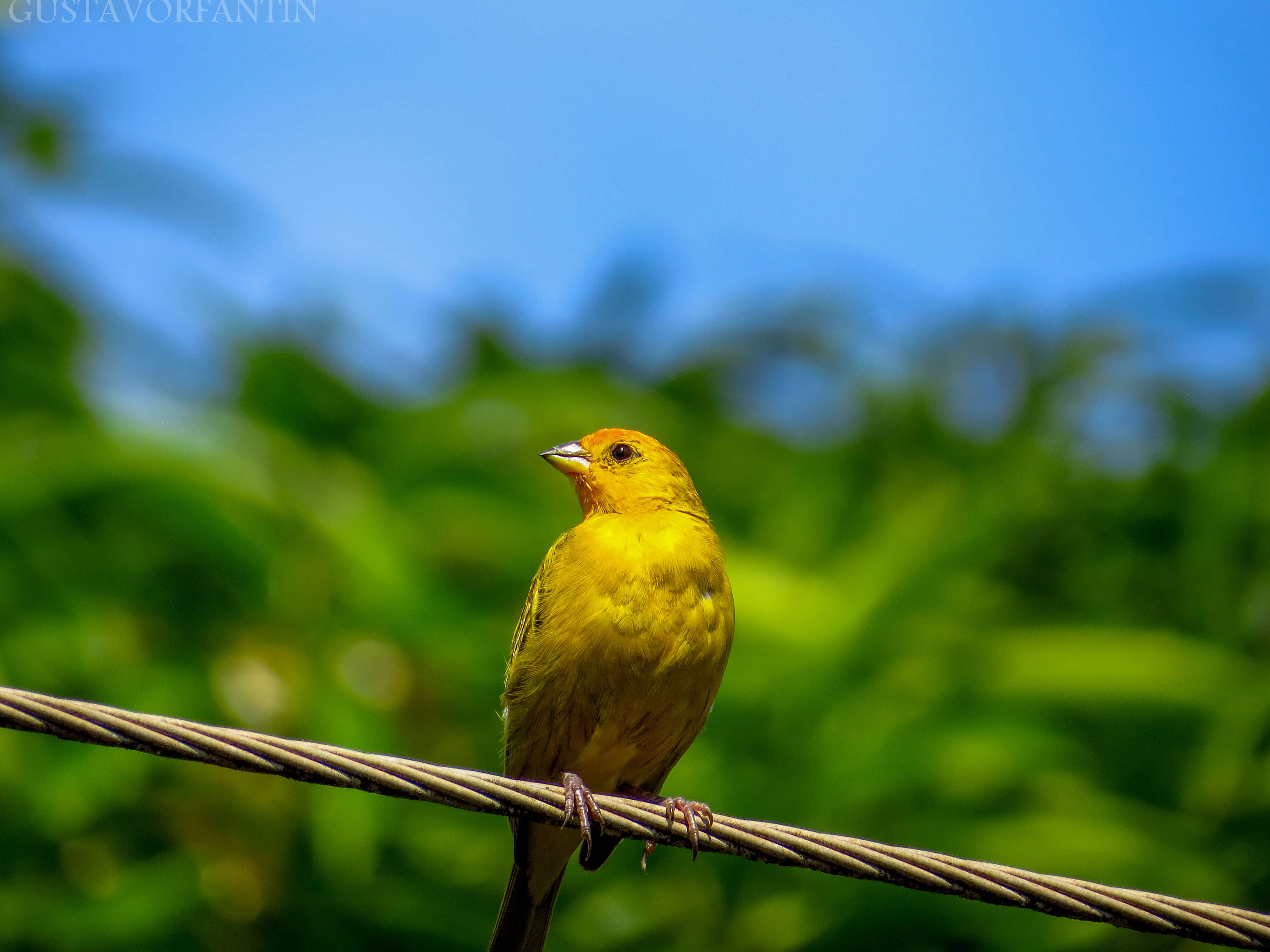 Image of Saffron Finch