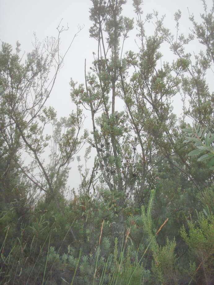 Image of Leucadendron rourkei I. J. M. Williams