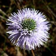 Image of Globularia vulgaris L.