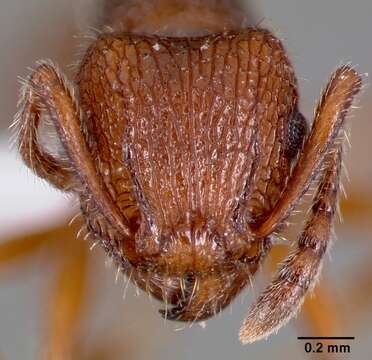 Image of Tetramorium hispidum (Wheeler 1915)