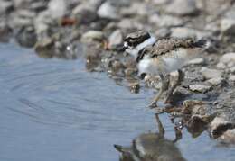 Image of Killdeer