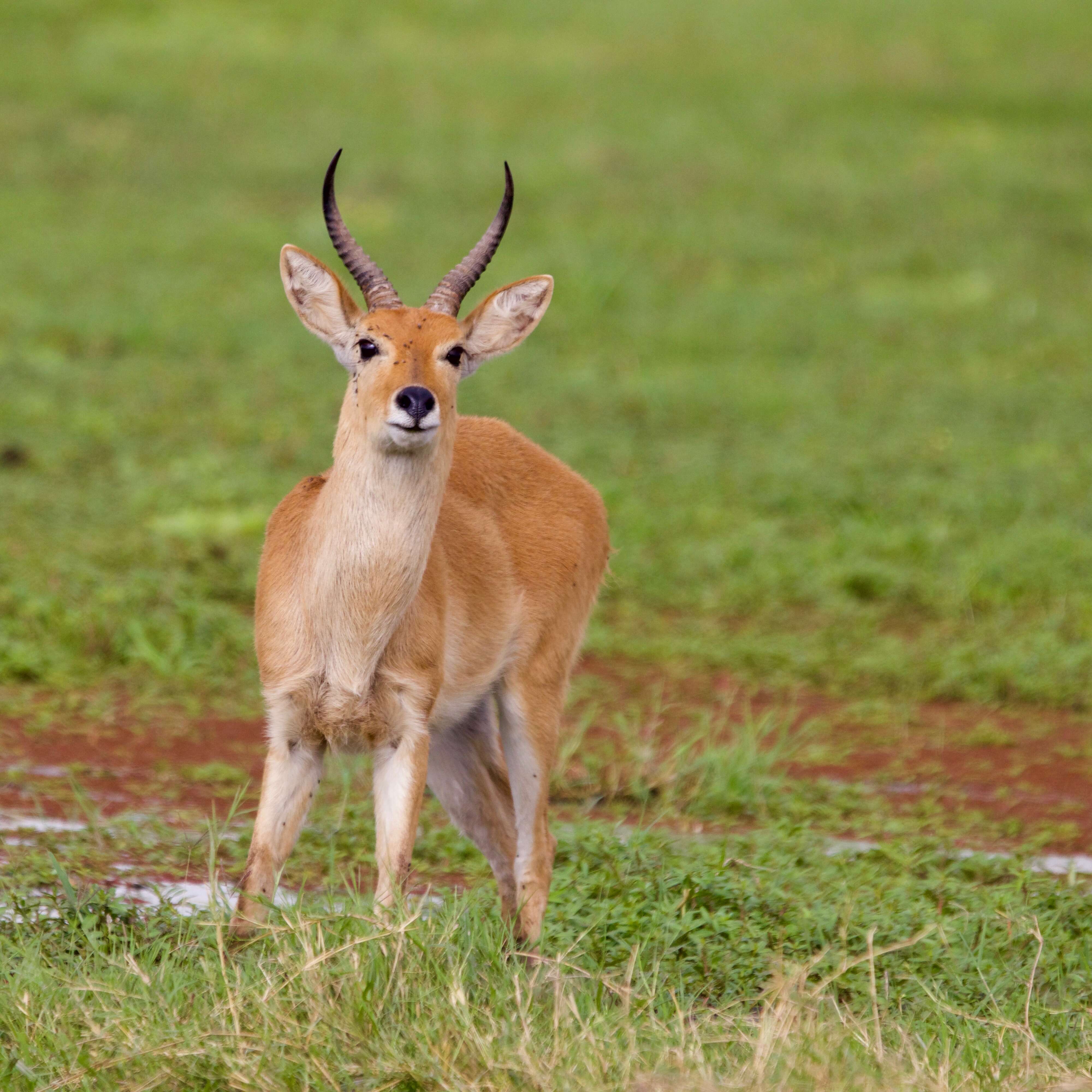 Image of Bohor Reedbuck