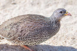 Image of Natal Francolin