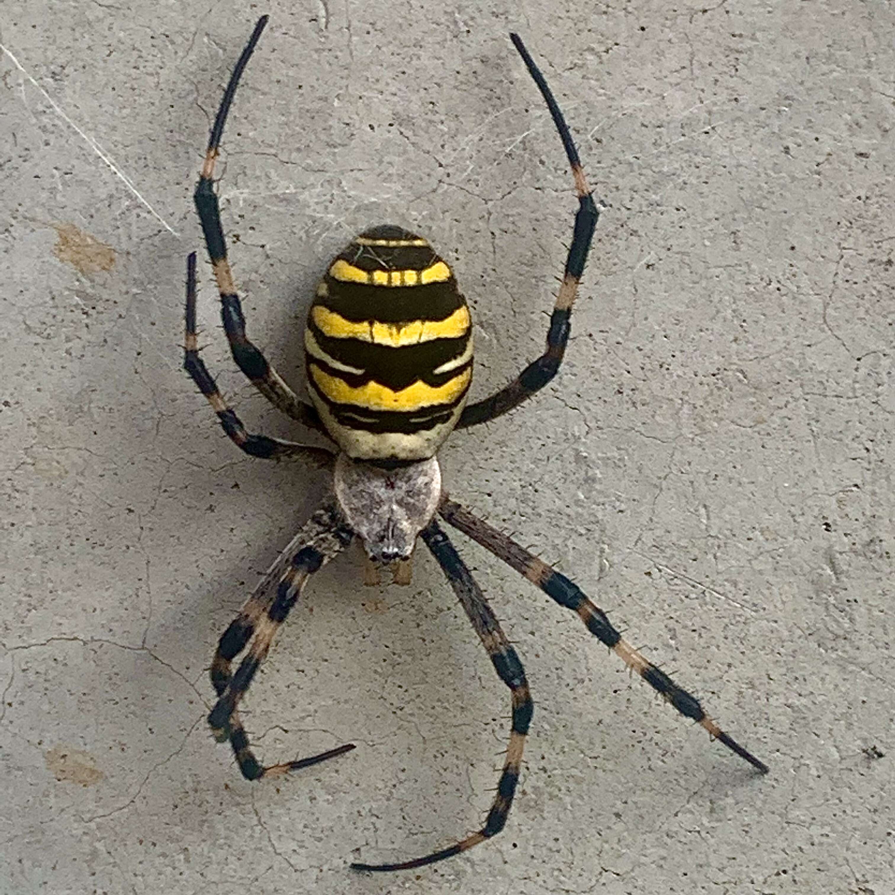 Image of Barbary Spider