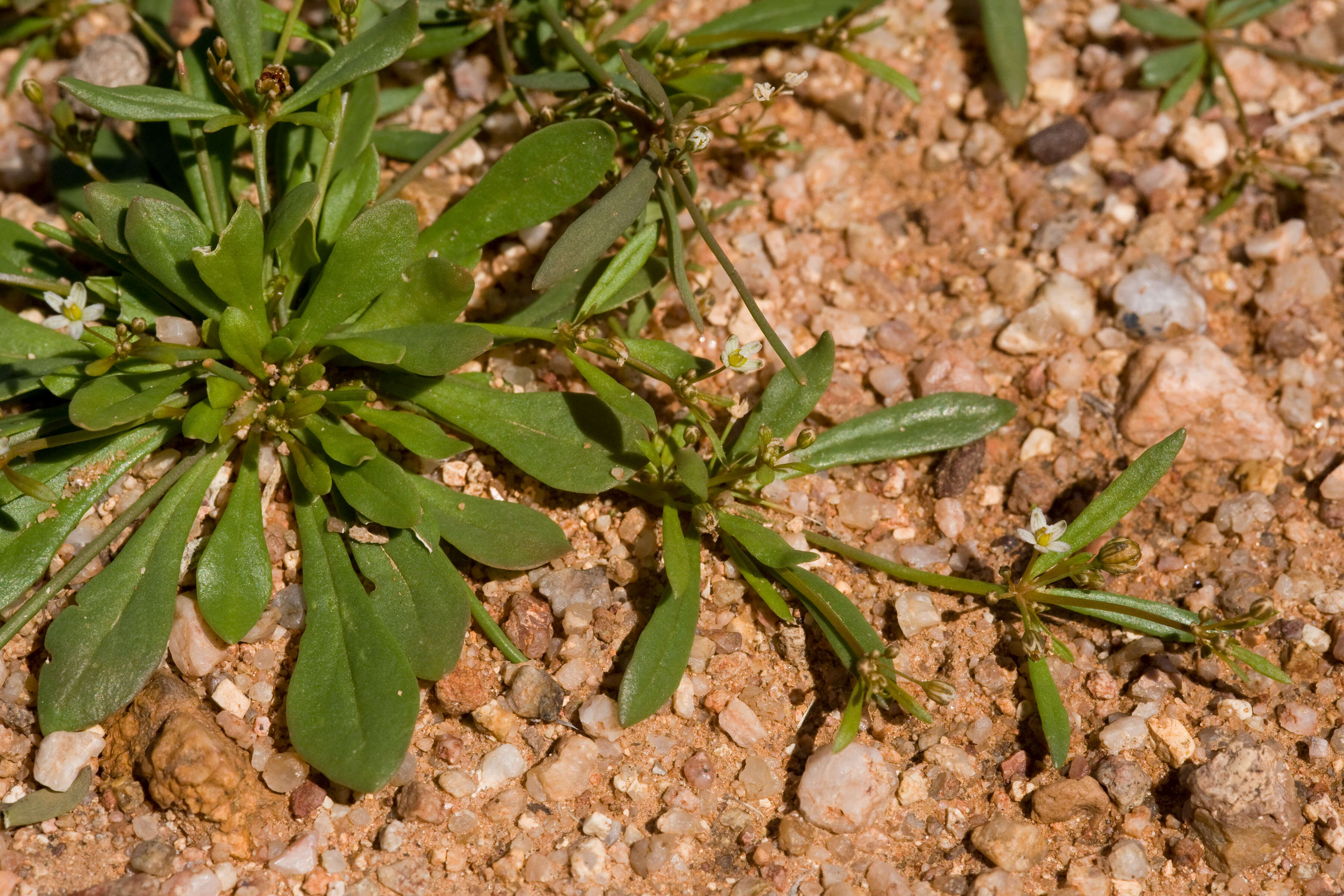 Image of carpetweed