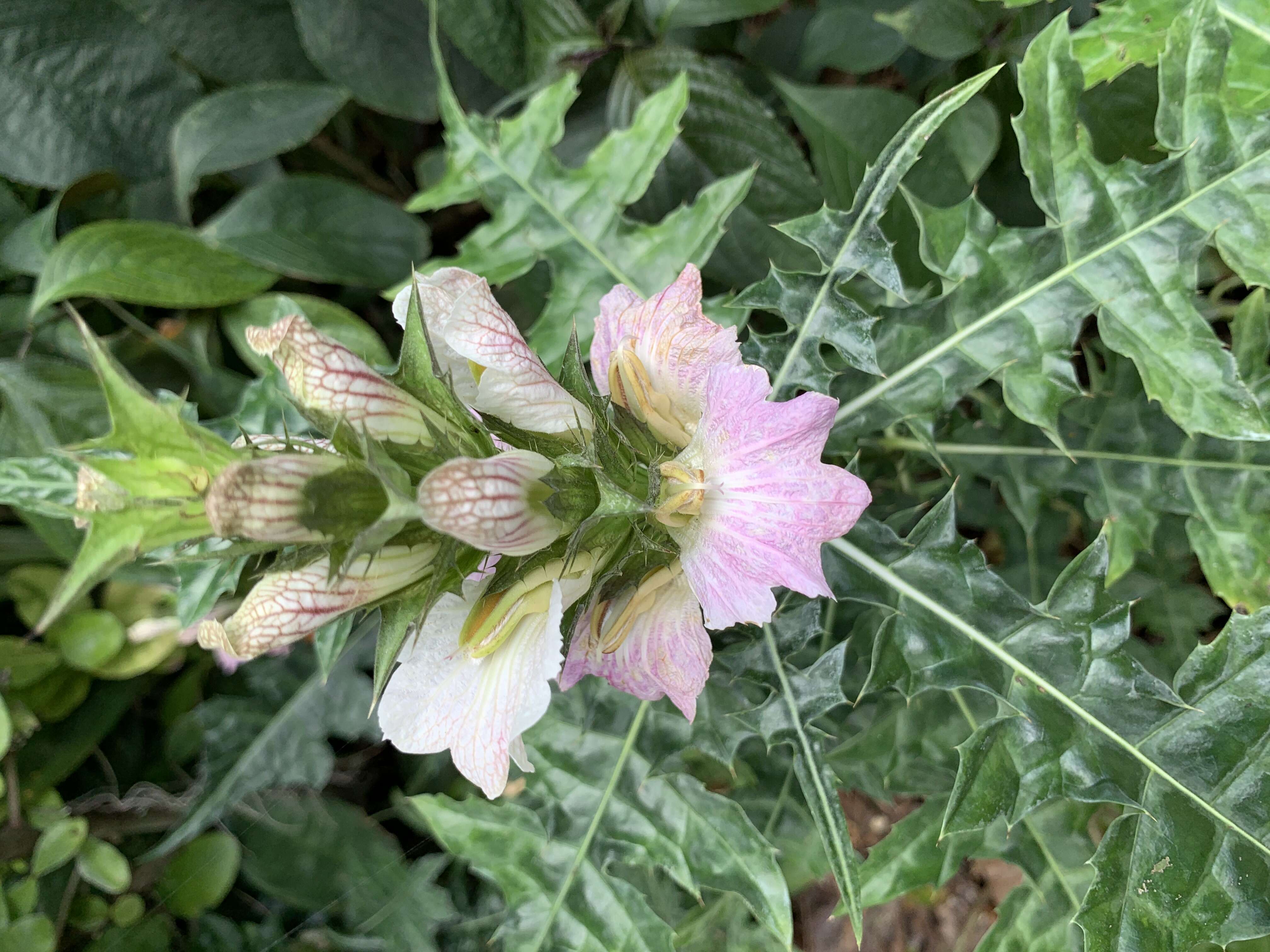 Image of Acanthus montanus (Nees) T. Anders.