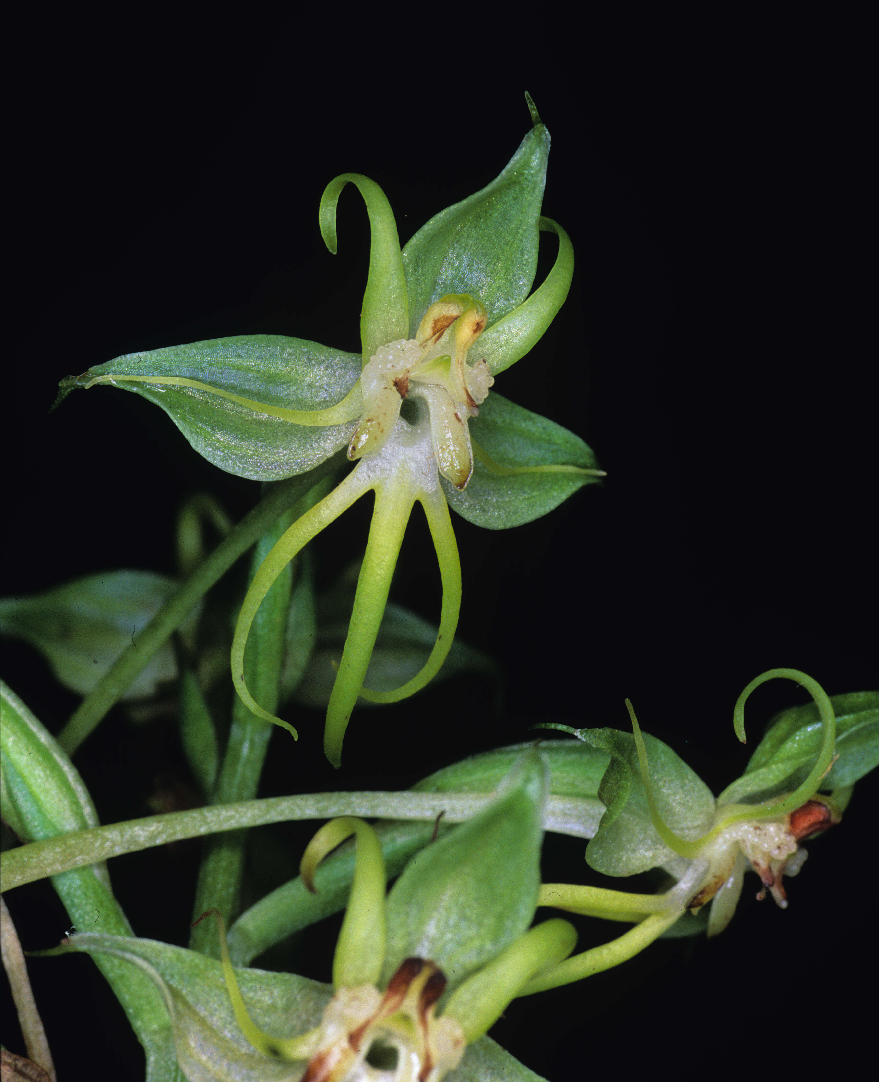 Слика од Habenaria amplifolia Cheeseman