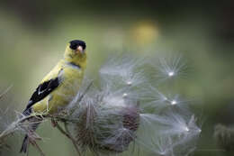 Image of American Goldfinch