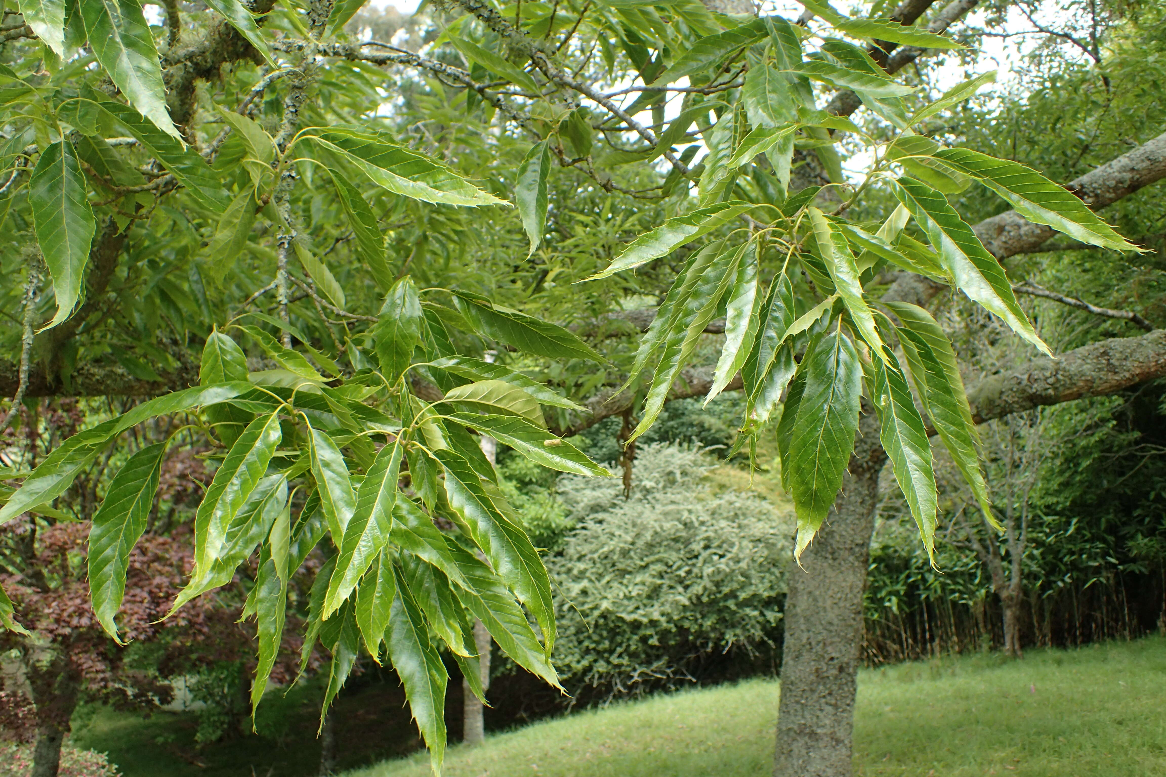 صورة Quercus chenii Nakai