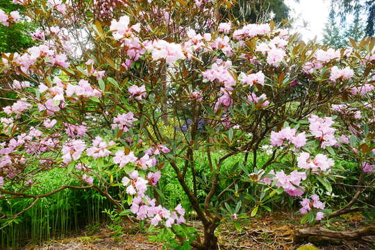 Image of Rhododendron degronianum Carr.