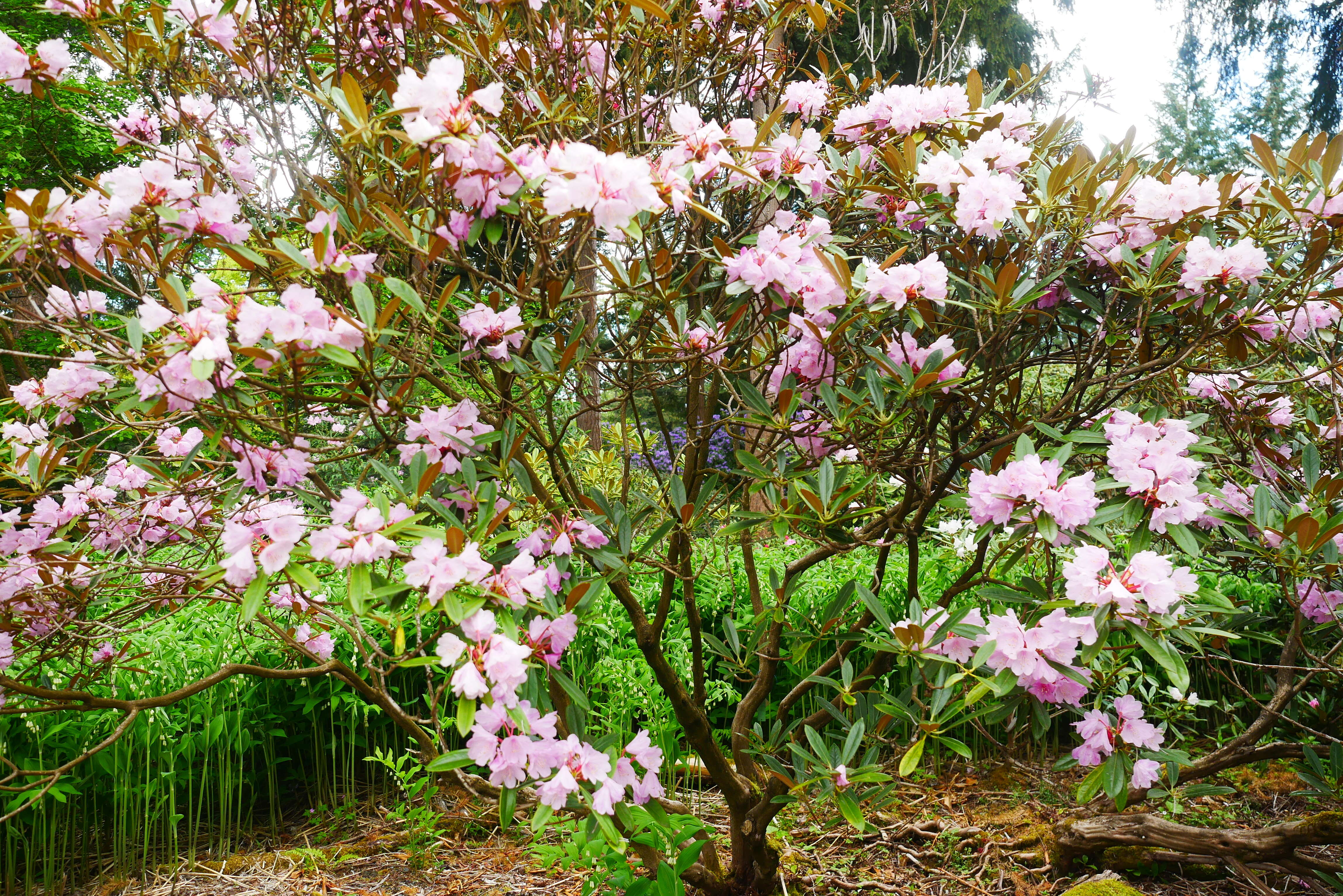 Imagem de Rhododendron degronianum Carr.