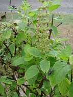 Image de Ocimum americanum L.