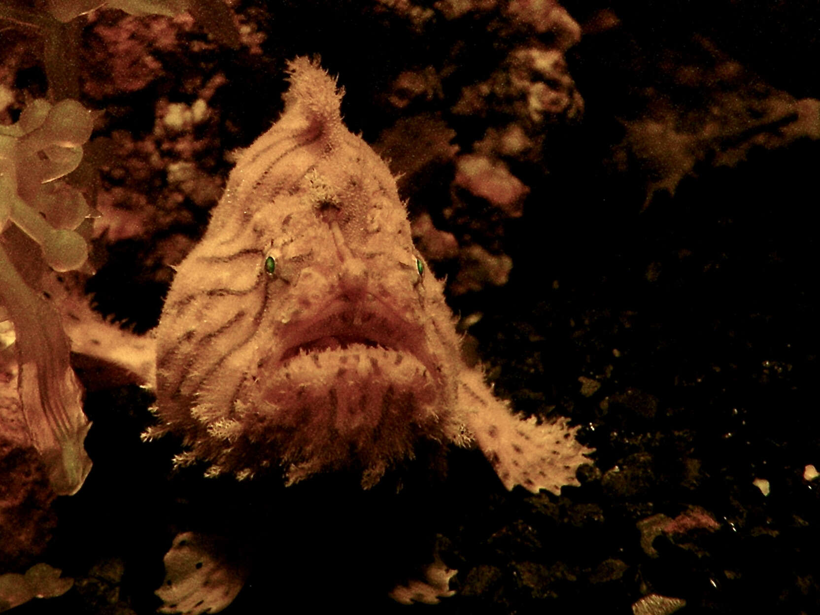 Image of Hispid frogfish