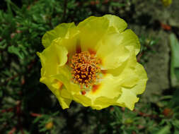 Image of Moss-rose Purslane