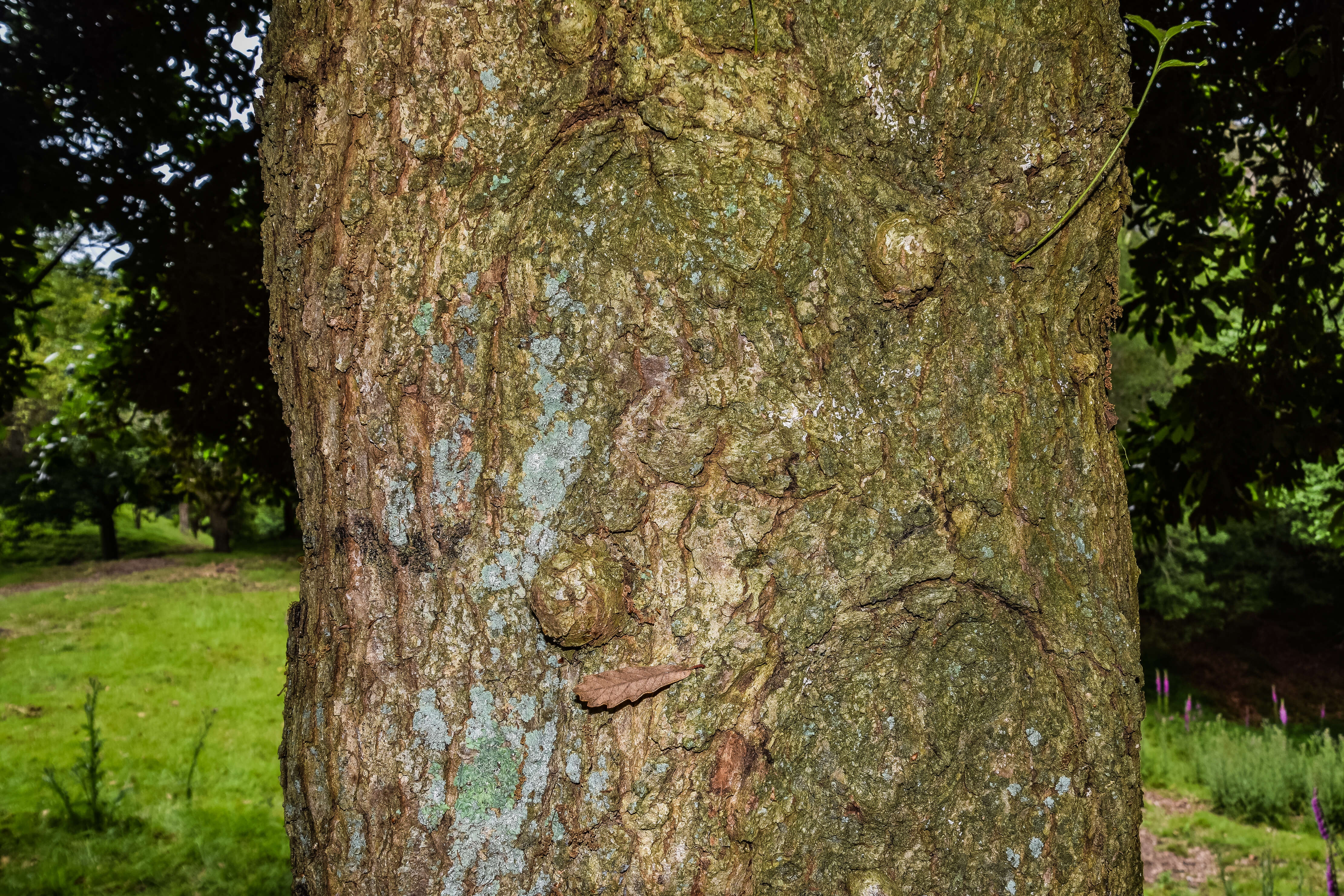 Слика од Quercus glabrescens Benth.