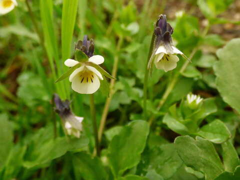 Слика од Viola arvensis Murray