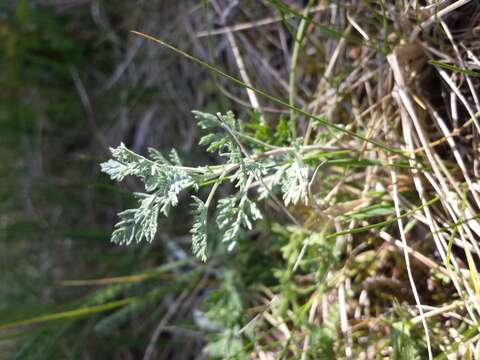 Image of Roman wormwood