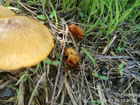 Image of Gymnopilus sapineus (Fr.) Murrill 1912