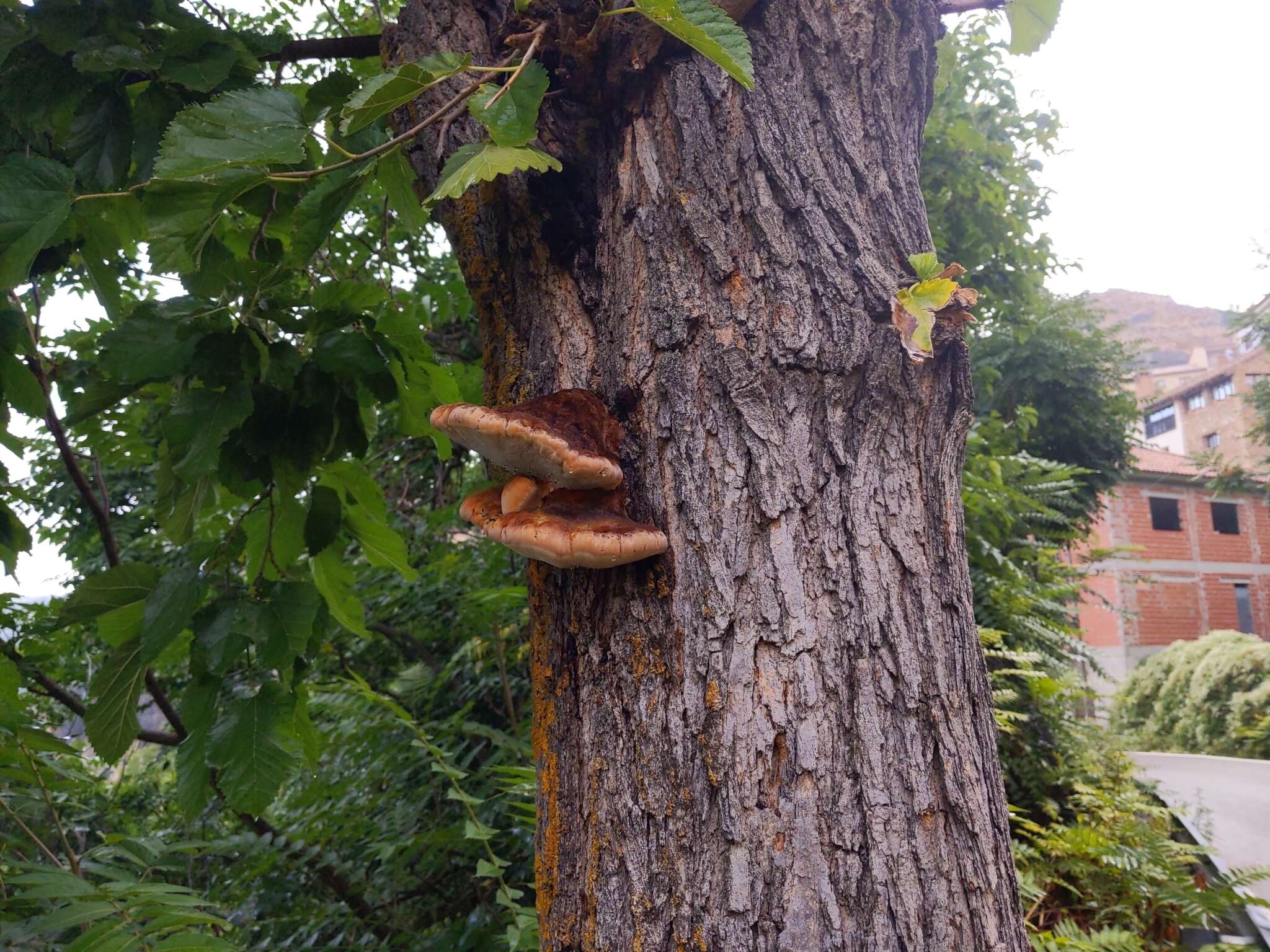 Image de Polypore hérissé