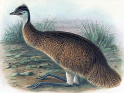 Image of Tasmanian Emu