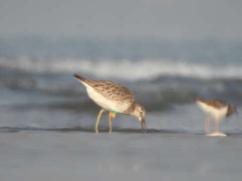 Image of Great Knot