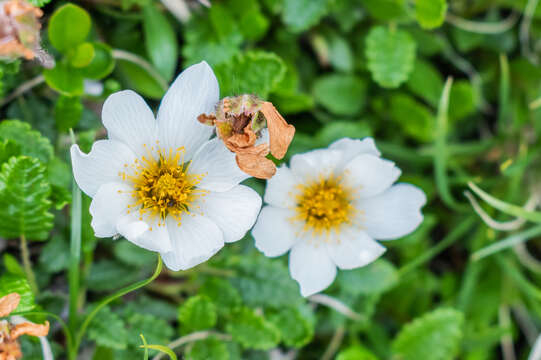 Imagem de Dryas octopetala L.