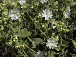 Image of desert wishbone-bush