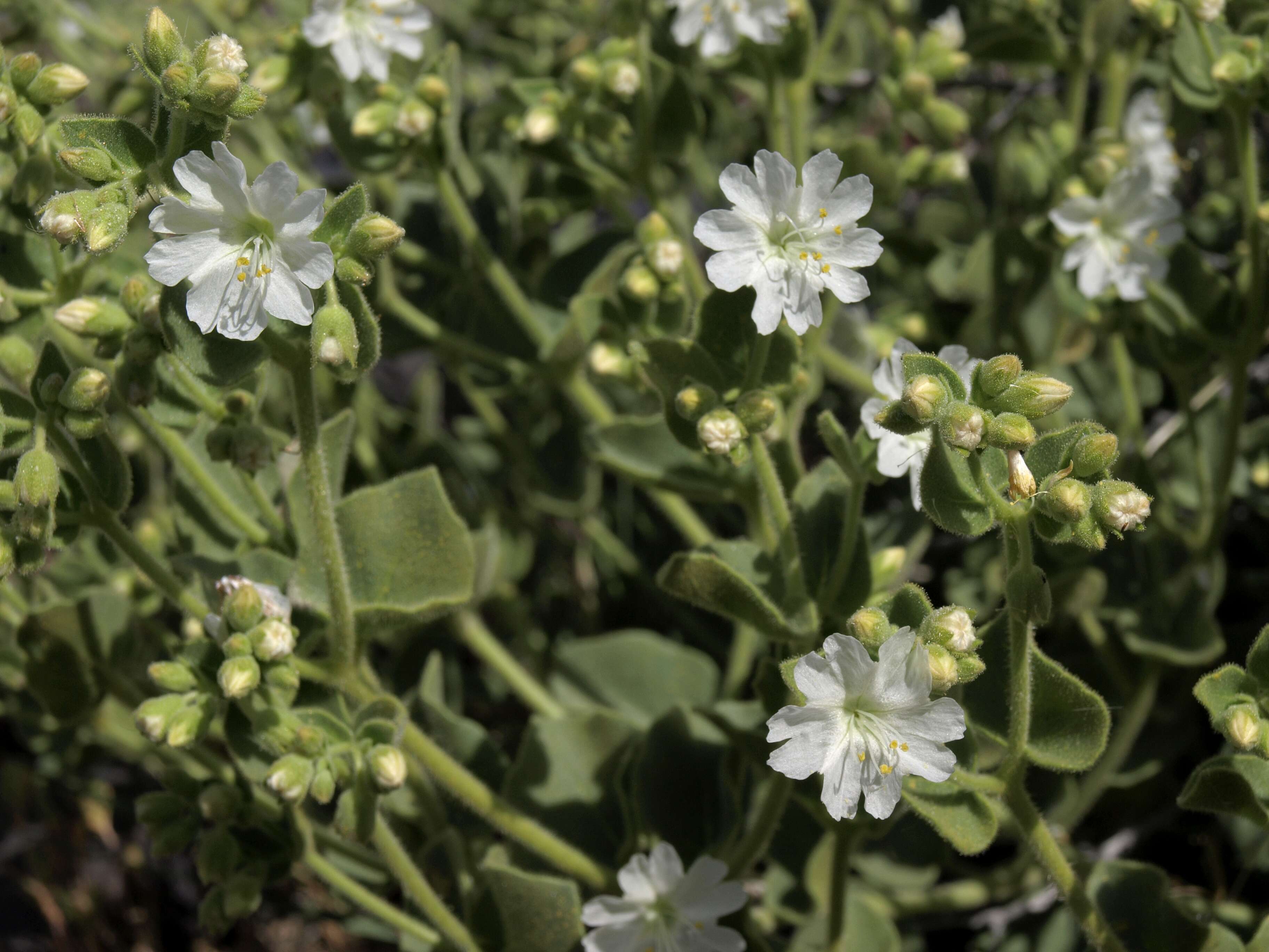 Image of desert wishbone-bush