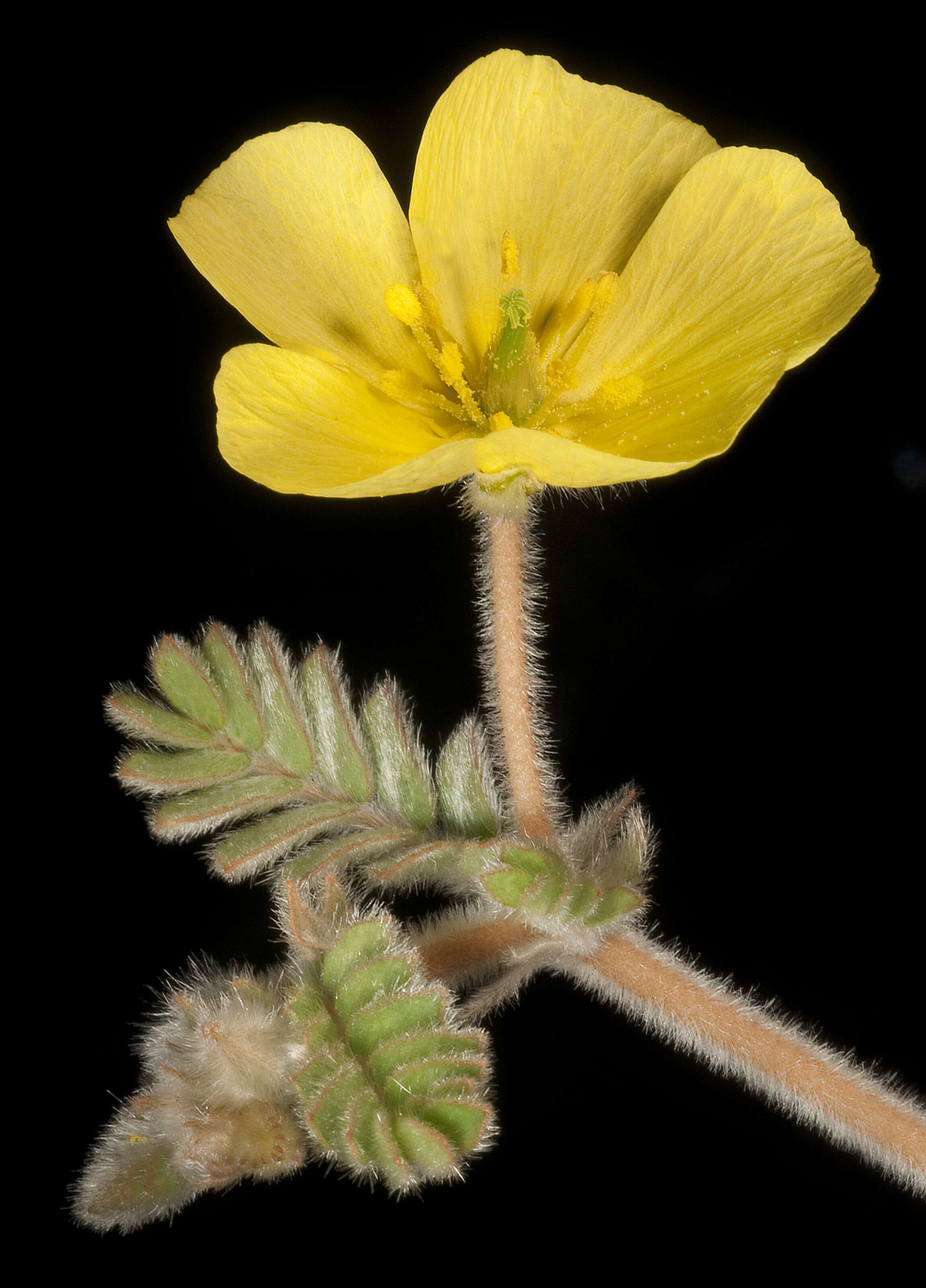 Слика од Tribulus occidentalis R. Br.