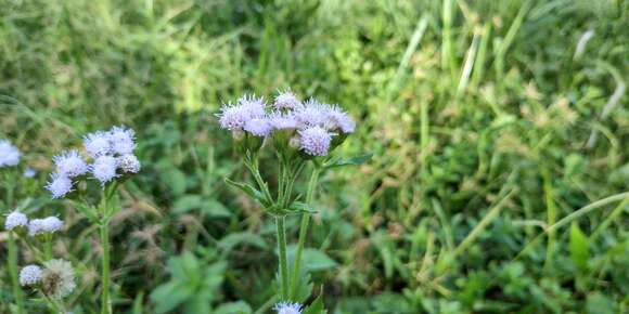 Imagem de Ageratum conyzoides L.