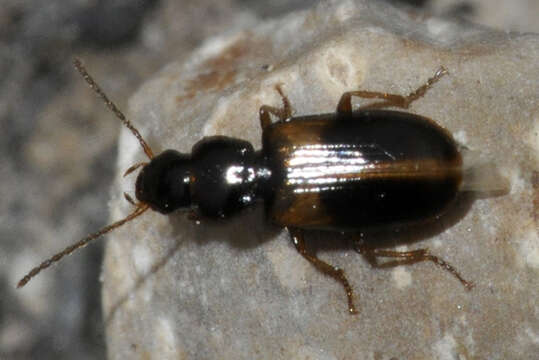 Image of Carabidae