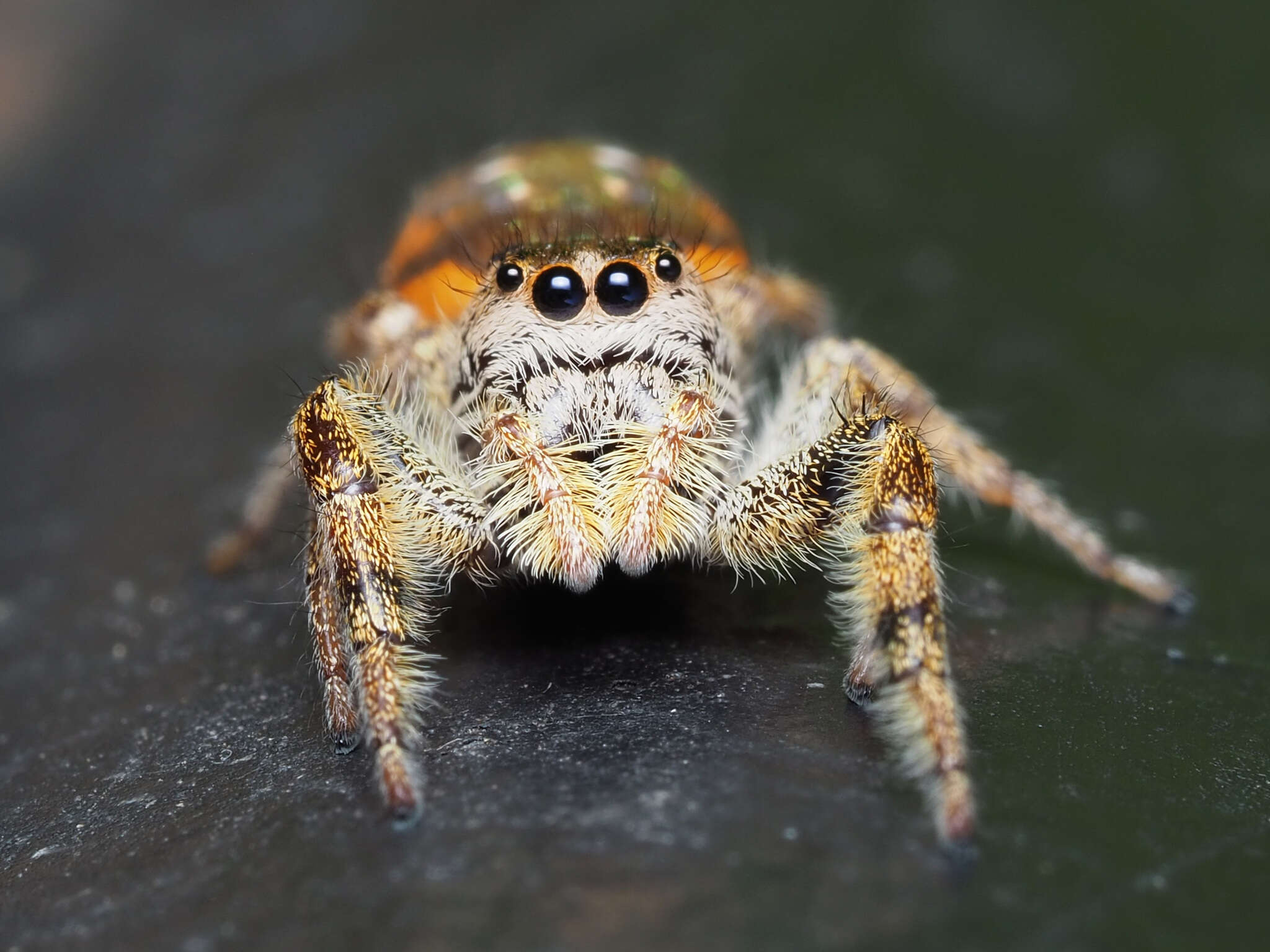 Image of Golden jumping spider