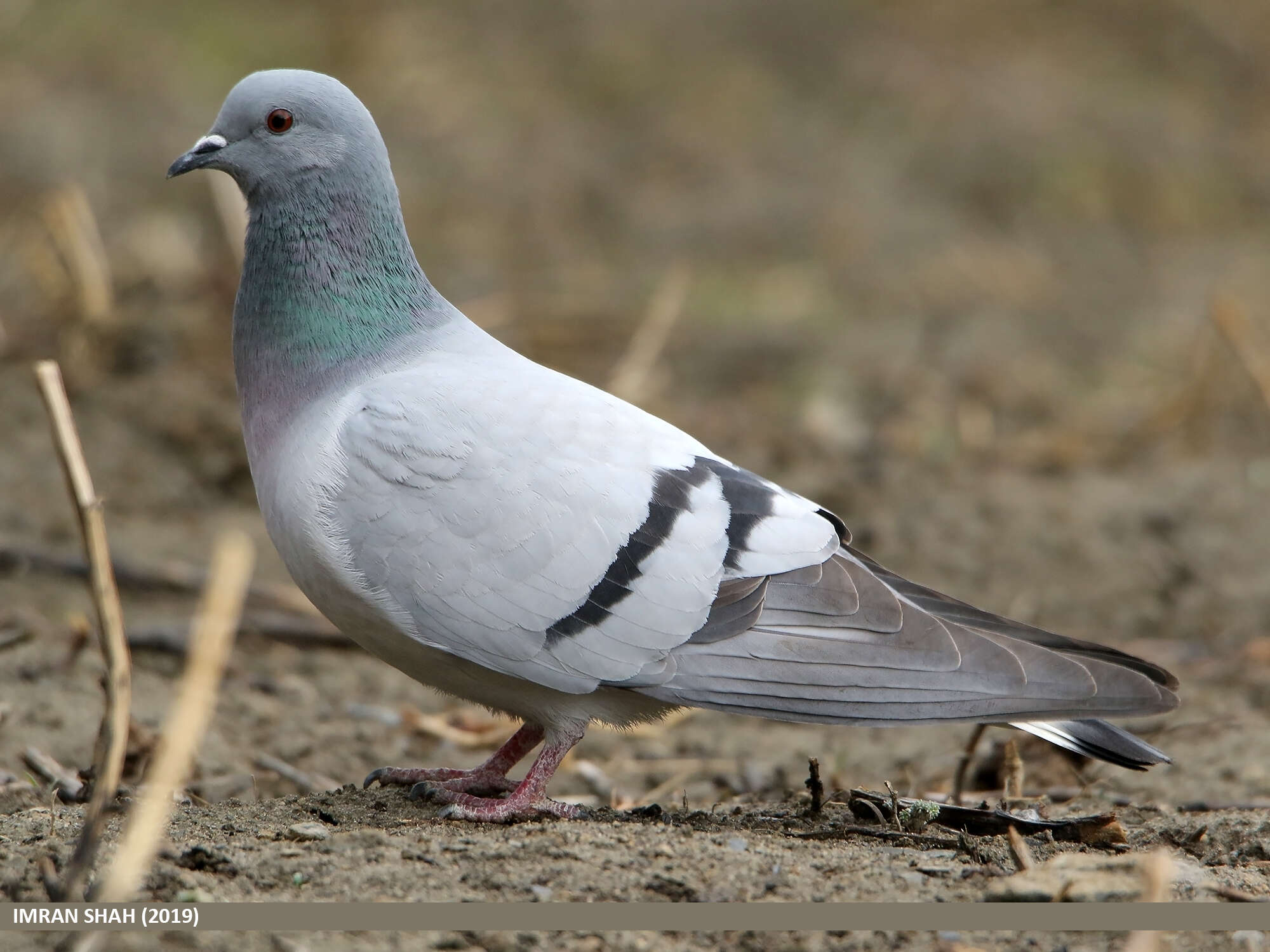 Image of Hill Pigeon