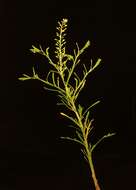 Image of narrow-leaved pepperwort