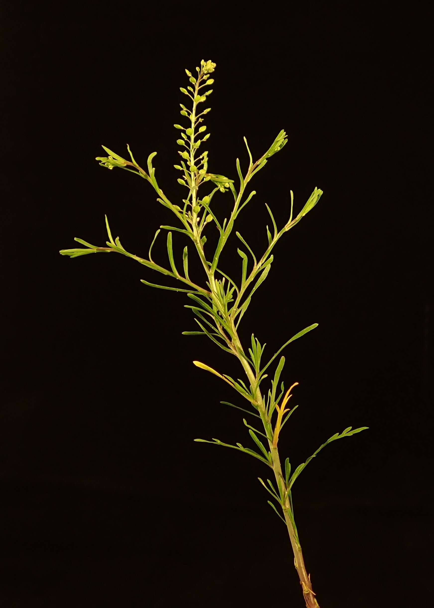 Image of narrow-leaved pepperwort