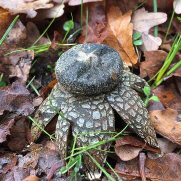 Image of False Earthstar