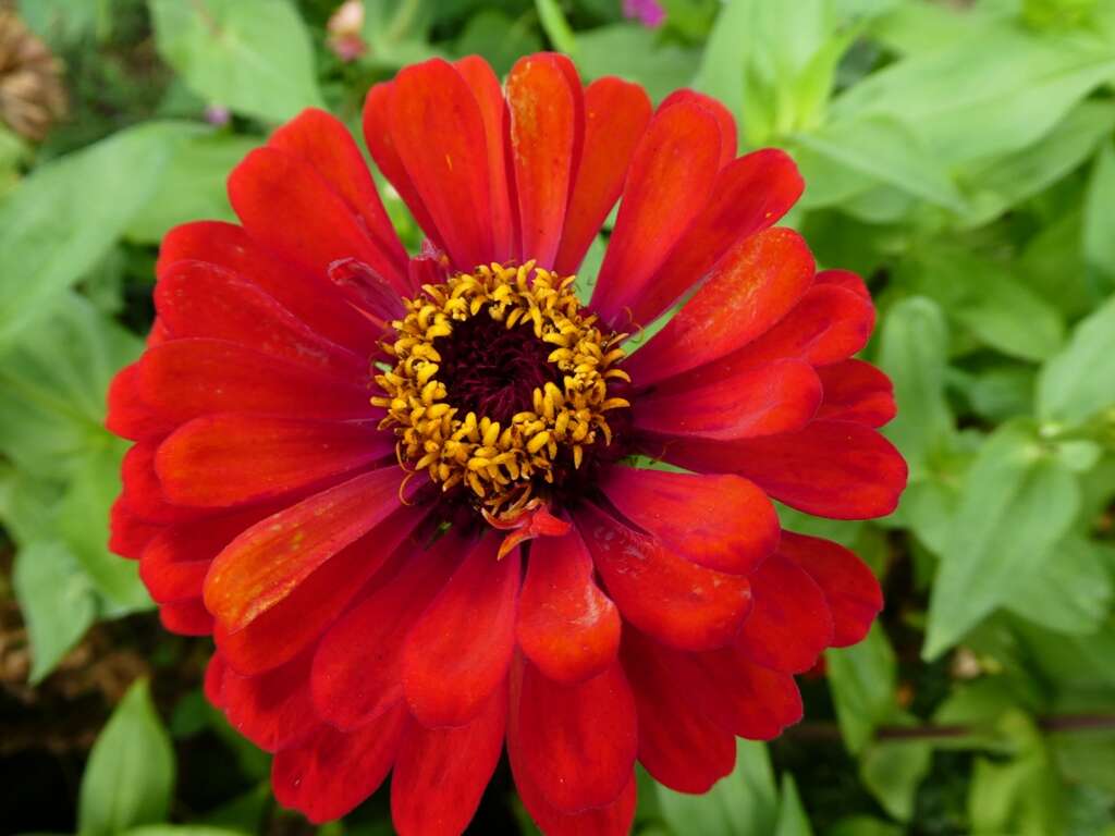 Image of ELEGANT ZINNIA