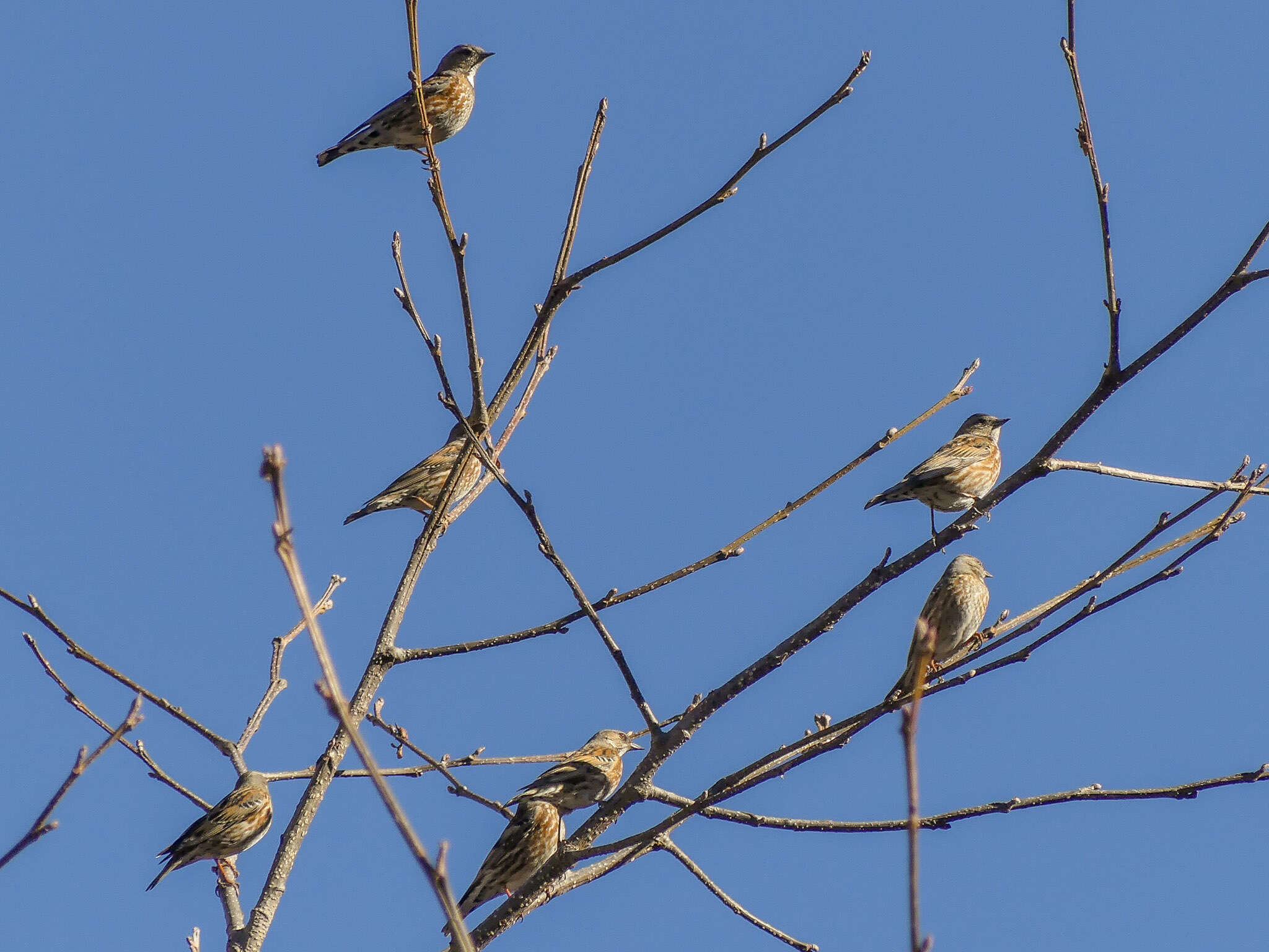 Image of Altai Accentor