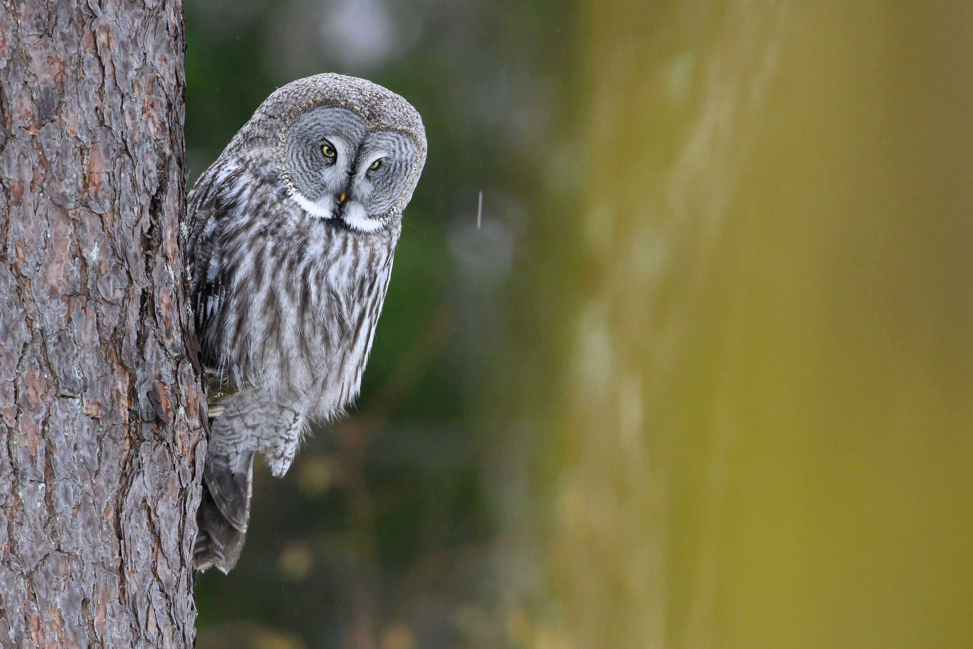 Image of Great Gray Owl