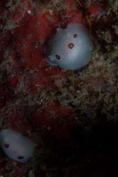 Image of Three-spot nudibranch