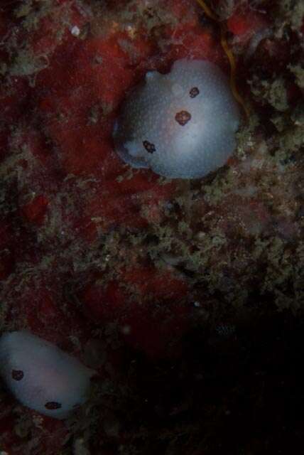 Image of Three-spot nudibranch