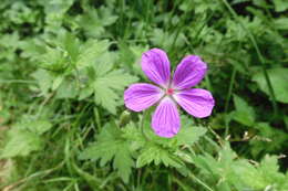 Imagem de Geranium palustre L.