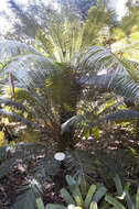 Image de Cycas riuminiana Porte ex Regel