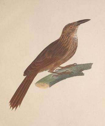 Image of Planalto Woodcreeper