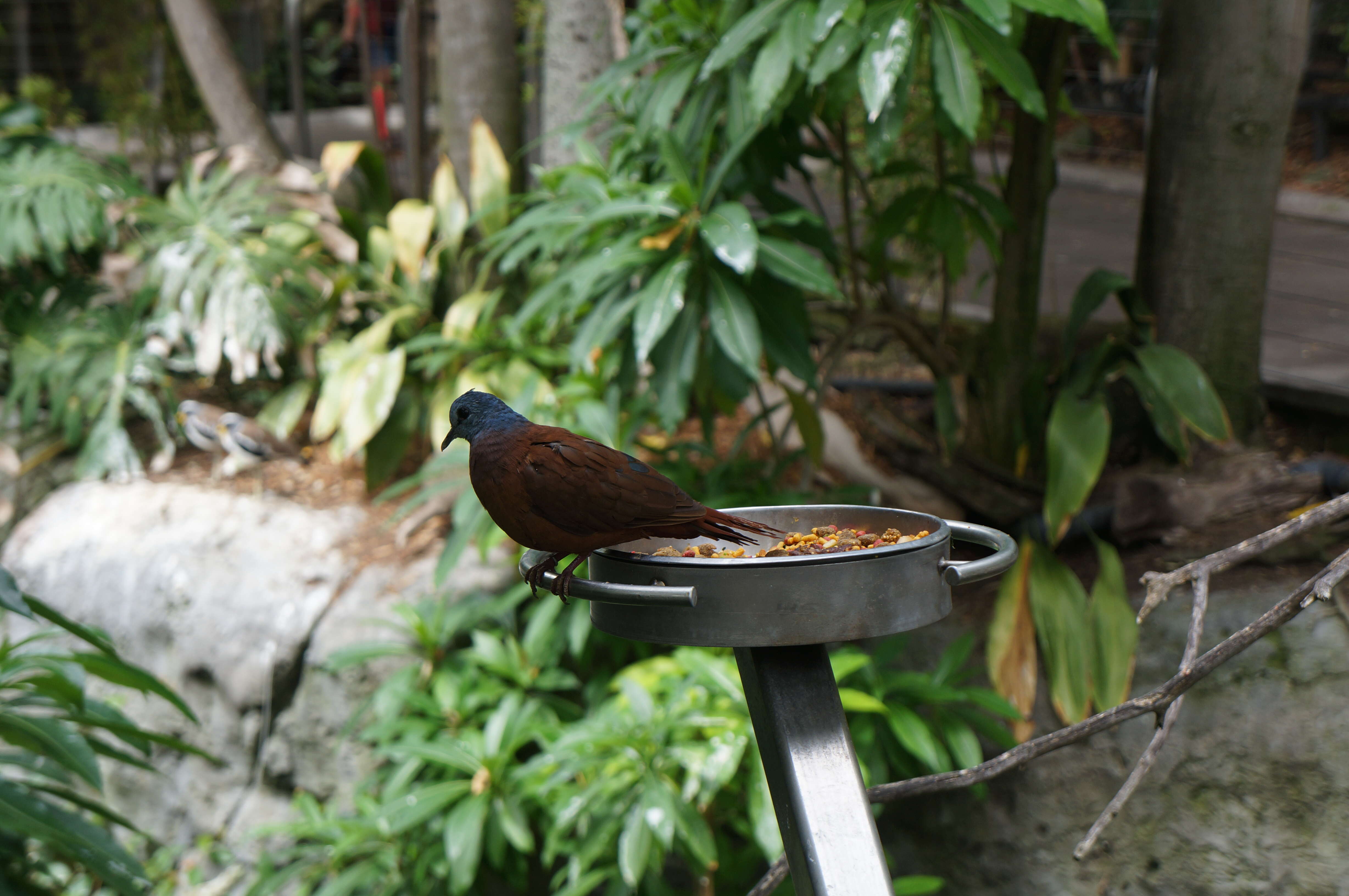 Image of Blue-headed Wood Dove