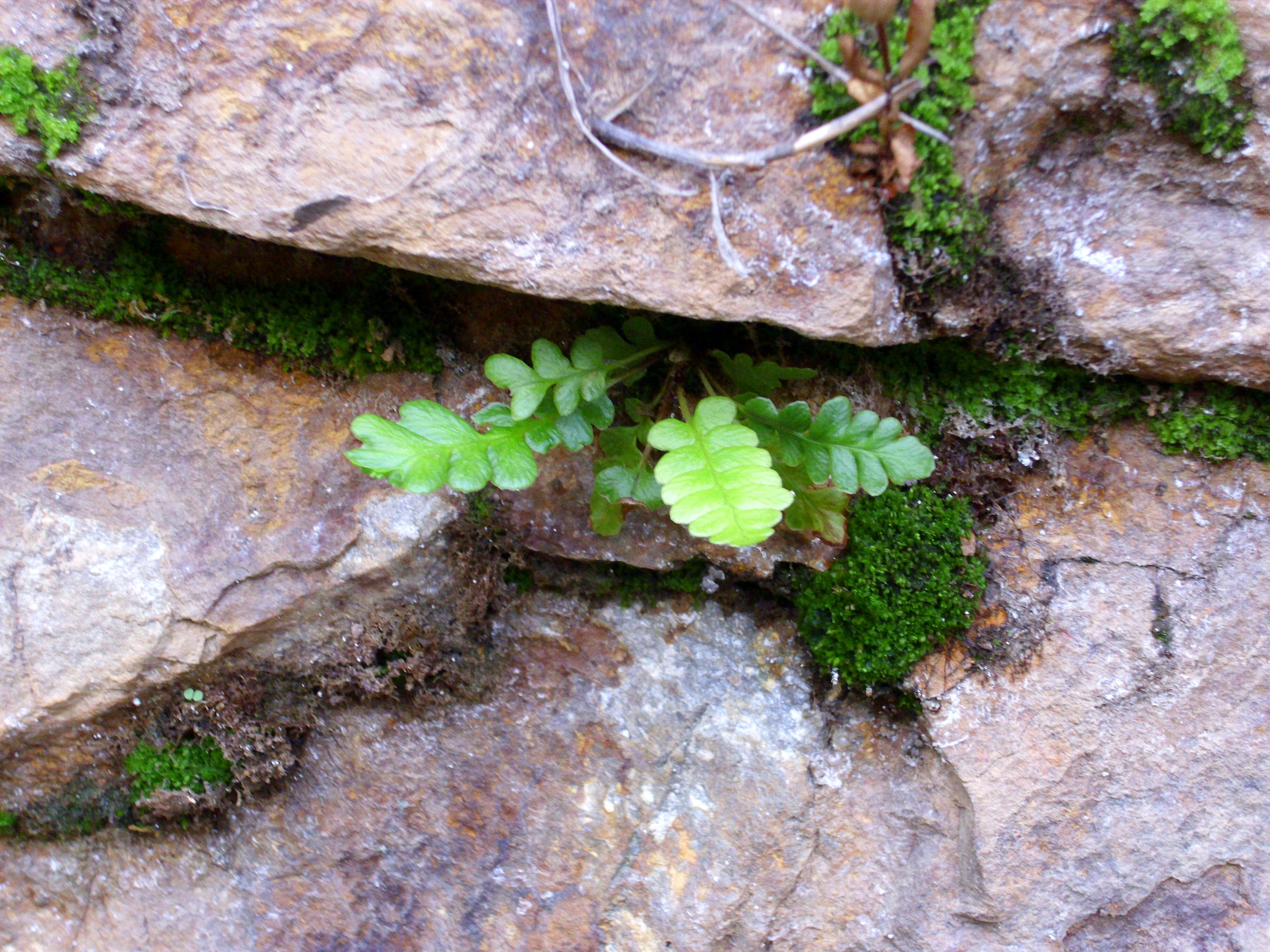 Plancia ëd Asplenium ceterach L.