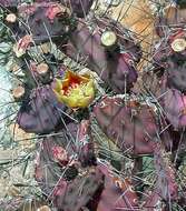 Image of Black-spined pricklypear