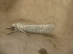 Imagem de Yponomeuta evonymella Linnaeus 1758